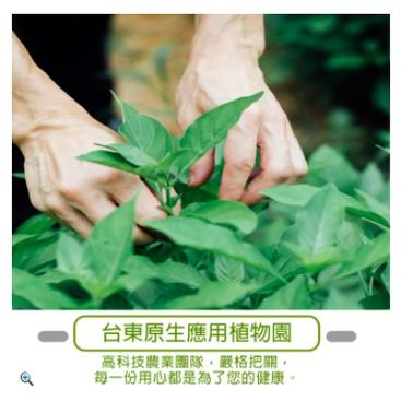 台東原生應用植物園 魚腥草茶 (5gx20包/盒)【蜜蜂超市｜BeeMart 】-細節圖4