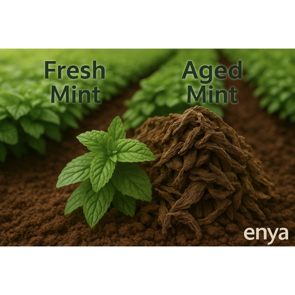 enya 恩亞 台灣陳年天然薄荷精油滾珠瓶 8ML瓶  開車必備 滾珠設計 體積小巧 方便攜帶 溫和香氛【恩亞生活】-細節圖3