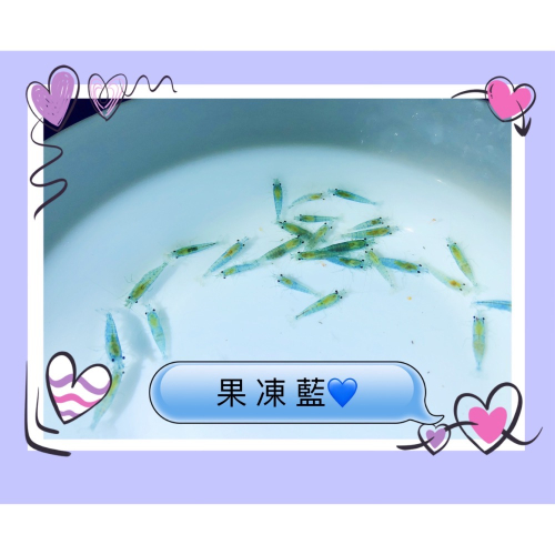 水族皇后 觀賞蝦 米蝦 果凍藍 活餌 專用飼料
