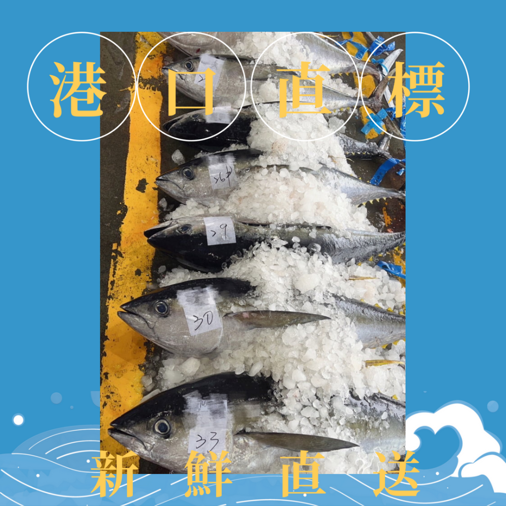 【朵家毛食堂】鮪魚 冷凍乾燥 凍乾 凍乾零食 貓零食 小型犬 老犬 訓練用零食 手工零食 嗅聞遊戲 檢驗合格 寵物凍乾-細節圖2