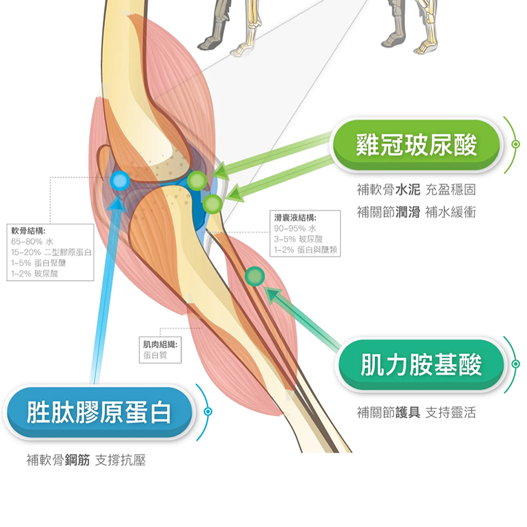 Moreson 木入森 有關膝 (關節保健) 犬專用 寵物關節保健 狗狗關節保健 犬用關節保健 關節保健 狗關節保健-細節圖4