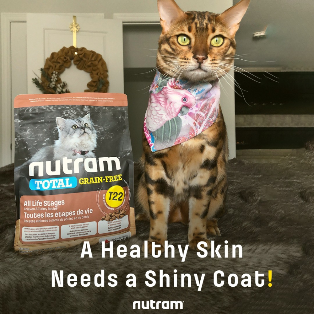 【喵爺】Nutram 紐頓 均衡/理想/無穀全系列貓糧 貓咪飼料 幼貓飼料 成貓飼料 無穀貓飼料 貓糧 貓飼料 飼料-細節圖5