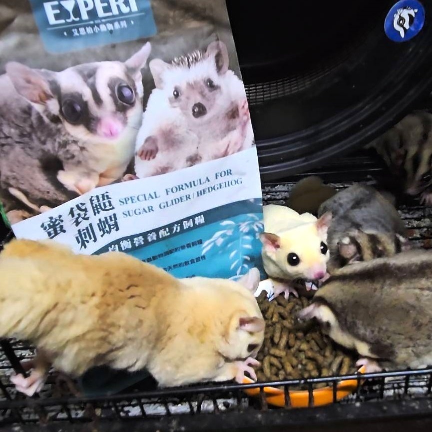 【喵吉】博士巧思 Pro＇s choice 蜜袋鼯/刺蝟均衡營養配方糧/500g 小動物飼料 蜜袋鼯飼料 刺蝟飼料-細節圖2