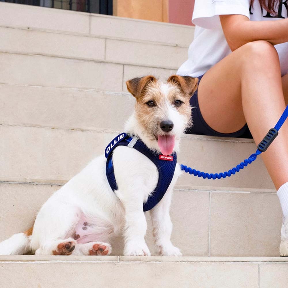 【喵爺】EZYDOG 動能透氣胸背帶 專為小型犬貓設計 透氣網布 安全雙D環 包覆性極佳 寵物胸背帶 狗狗胸背帶 貓咪胸-細節圖3