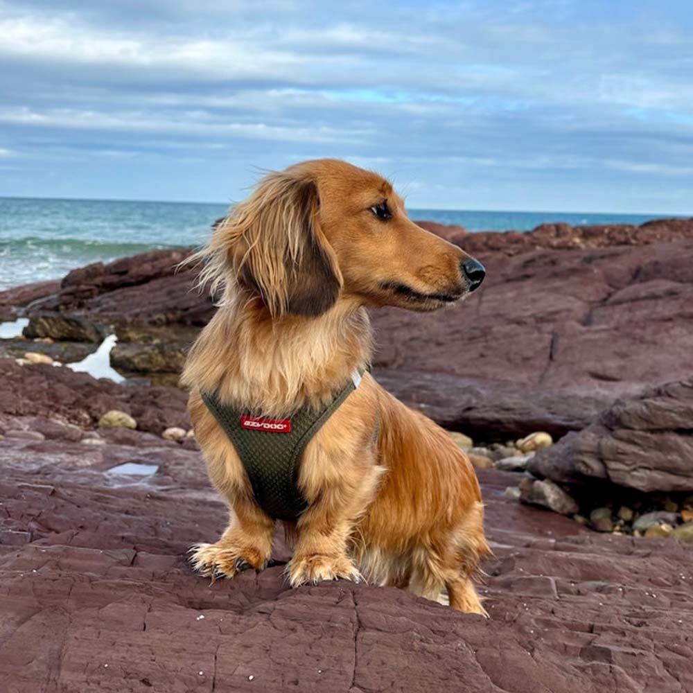 【喵爺】EZYDOG 動能透氣胸背帶 專為小型犬貓設計 透氣網布 安全雙D環 包覆性極佳 寵物胸背帶 狗狗胸背帶 貓咪胸-細節圖7