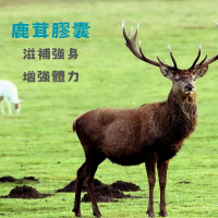 頂級鹿茸膠囊30粒/盒x2 男性滋補強身 增強體力 精氣旺盛 (效期2028.02)