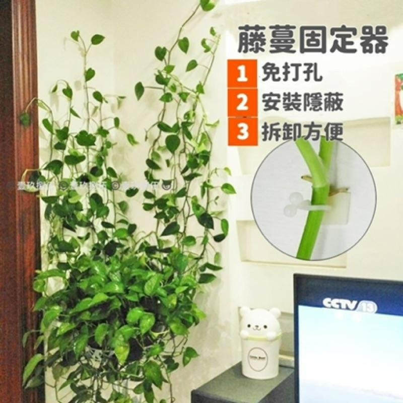 植物 攀爬 爬牆 免打孔 固定器 理線器 整理《1985life 生活》盆栽生長 盆栽攀爬 藤蔓植物 向上生長植物 種花-細節圖3