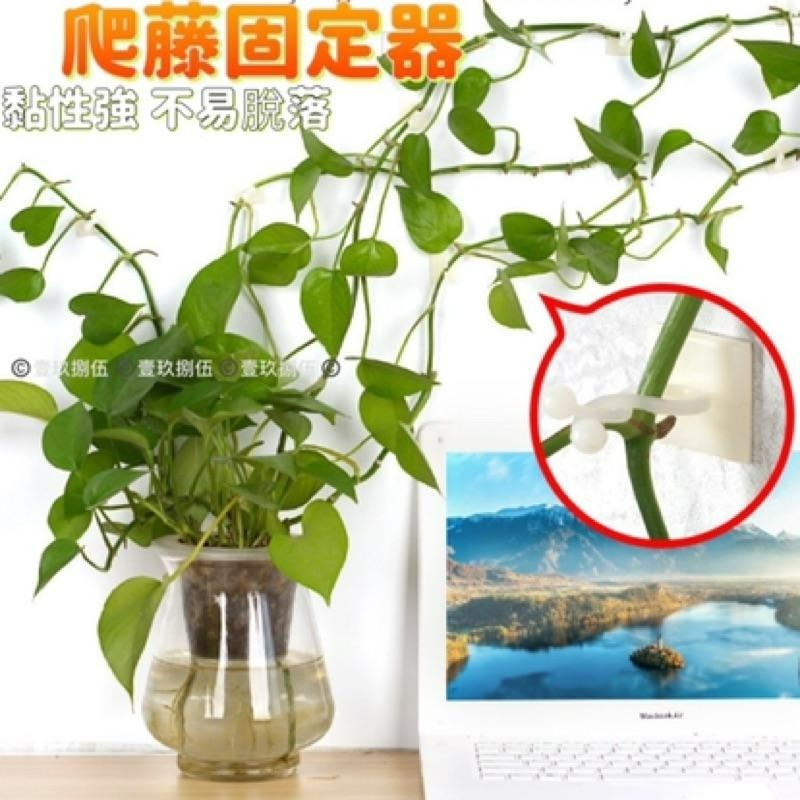 植物 攀爬 爬牆 免打孔 固定器 理線器 整理《1985life 生活》盆栽生長 盆栽攀爬 藤蔓植物 向上生長植物 種花-細節圖4