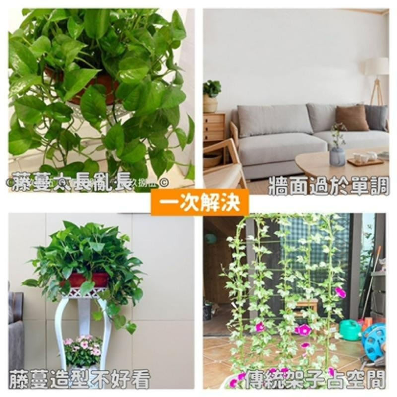 植物 攀爬 爬牆 免打孔 固定器 理線器 整理《1985life 生活》盆栽生長 盆栽攀爬 藤蔓植物 向上生長植物 種花-細節圖5