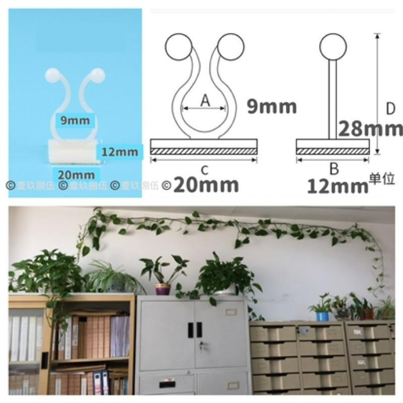 植物 攀爬 爬牆 免打孔 固定器 理線器 整理《1985life 生活》盆栽生長 盆栽攀爬 藤蔓植物 向上生長植物 種花-細節圖9