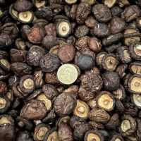 ●圓比雜貨鋪○ 冬菇【鈕扣】