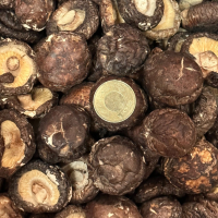 ●圓比雜貨鋪○ 冬菇【小中】