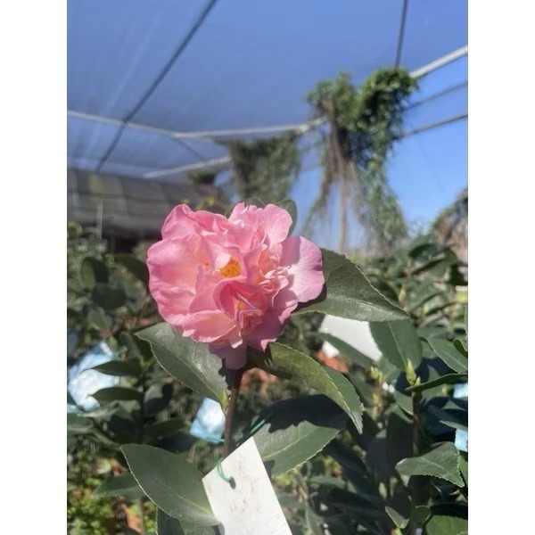 《秀水茶園》天香三吋盆茶花苗-細節圖2