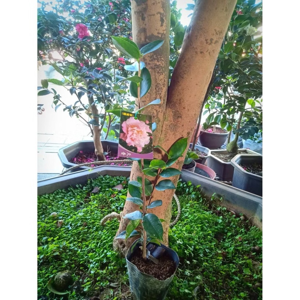 《秀水茶園》天香三吋盆茶花苗-細節圖3