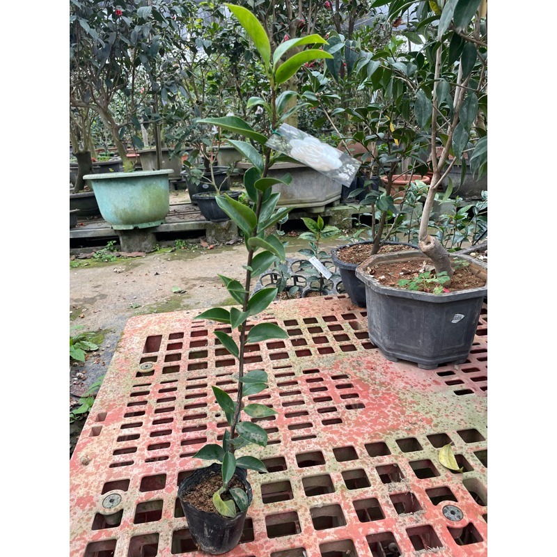 《秀水茶園》白六角三吋盆苗-細節圖2