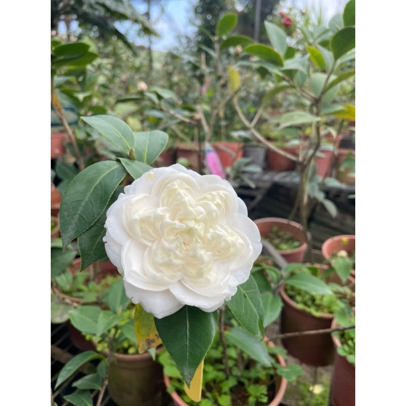 《秀水茶園》白六角三吋盆苗-細節圖3