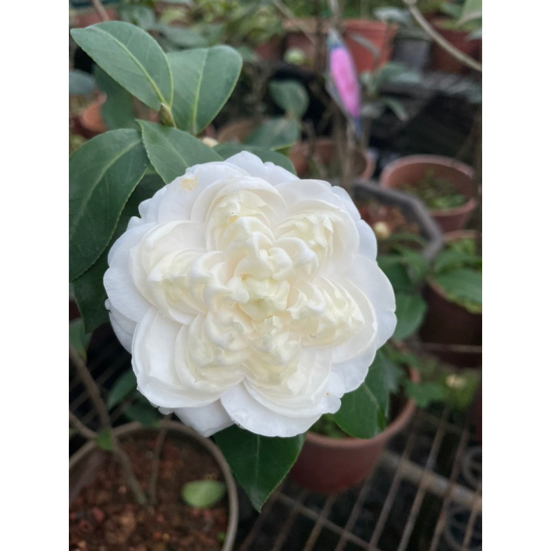 《秀水茶園》白六角三吋盆苗-細節圖4