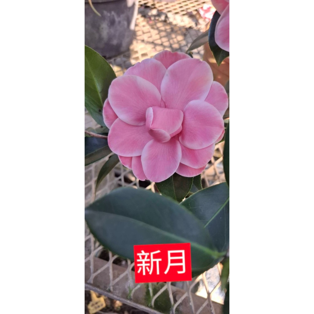 《秀水茶園》新月五吋盆茶花（新育種）-細節圖2