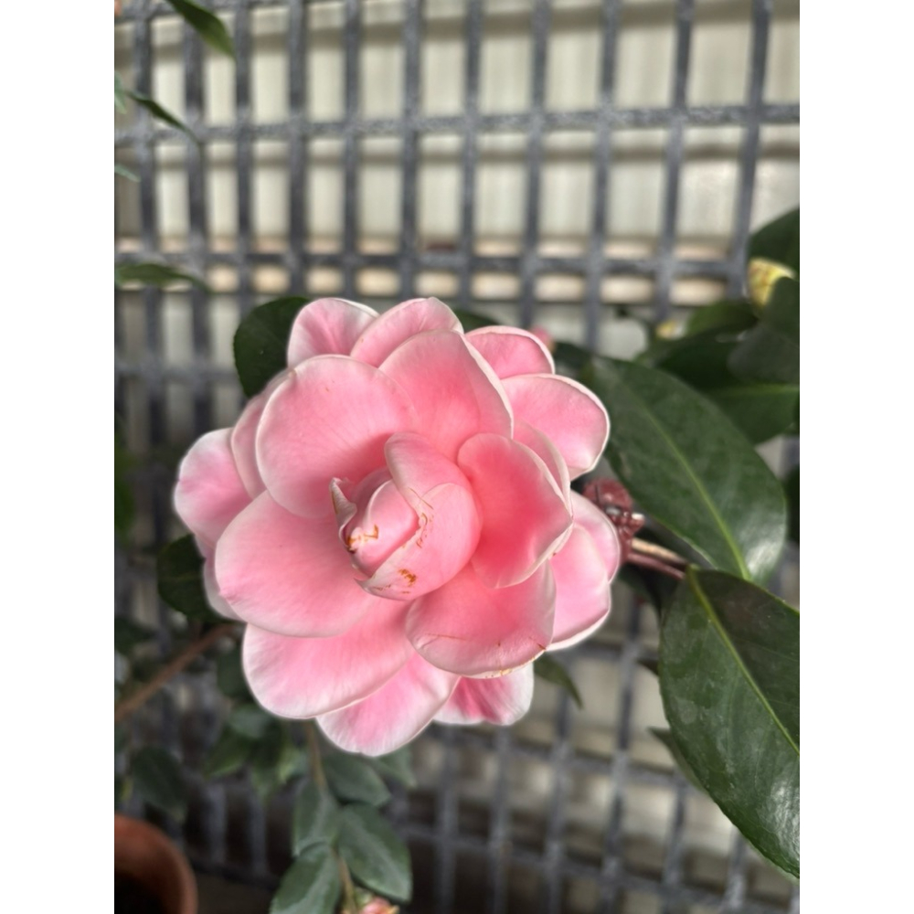 《秀水茶園》新月五吋盆茶花（新育種）-細節圖3
