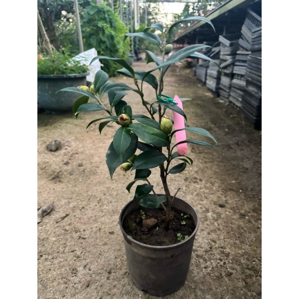 《秀水茶園》紫禁城斑五吋盆茶花-細節圖2
