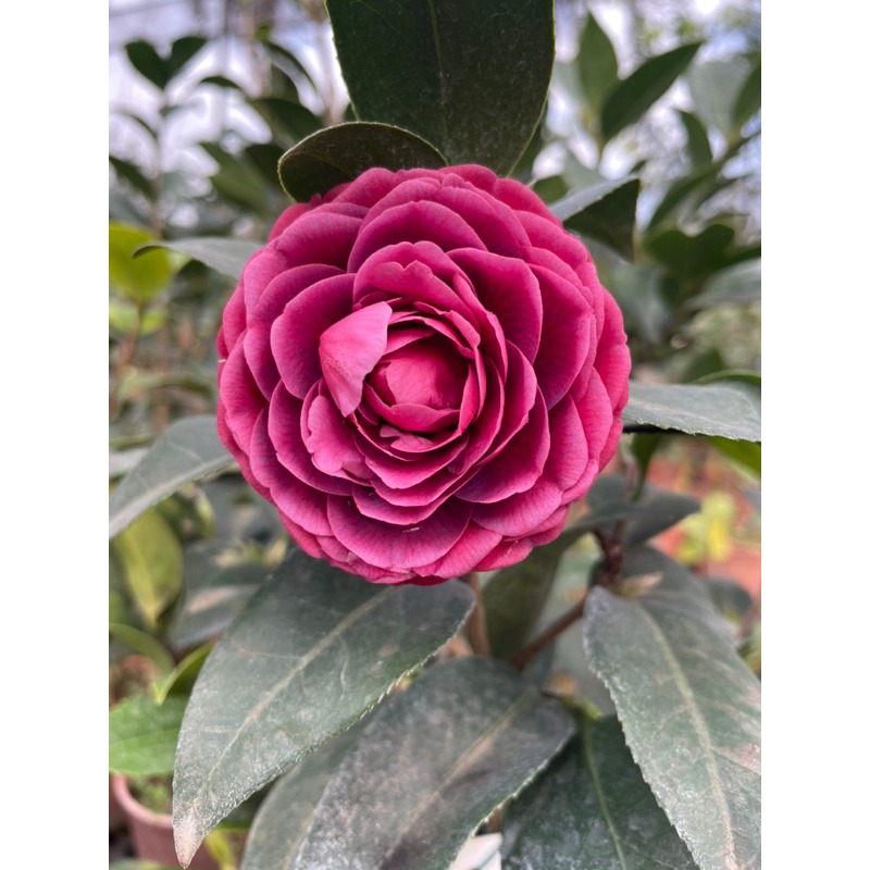 《秀水茶園》黑色蕾絲三吋盆-細節圖3