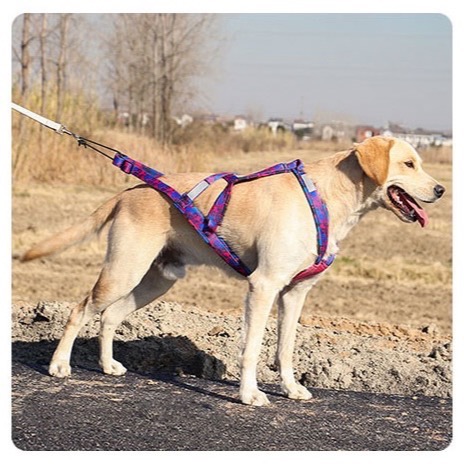 24h出貨 狗狗越野胸背 雪橇胸背 Dog Weight Pulling Harness・⁠ᴥ⁠・⁠訓練胸背 胸背袋-細節圖6