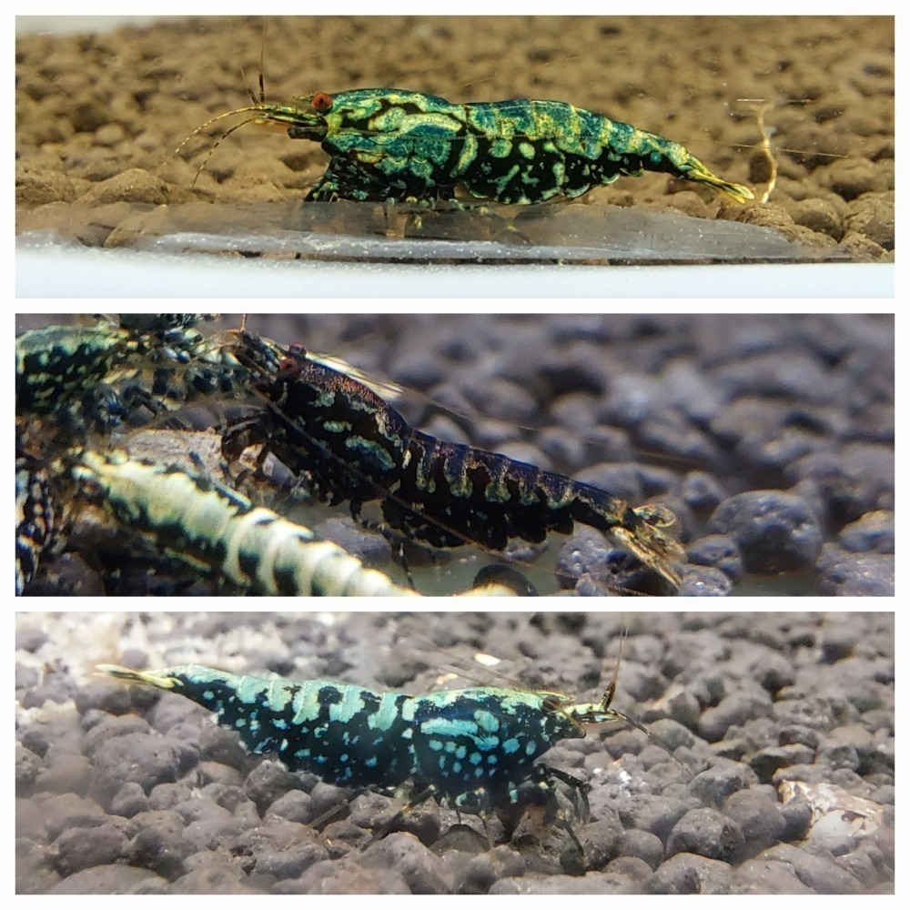 紅白 黑白 紅米 綠米 蘇蝦 紅蟒 紅黑雪花魚骨 紅花虎 金屬藍蟒 藍黑雪花魚骨 藍黑花虎 水晶蝦 米蝦-細節圖2