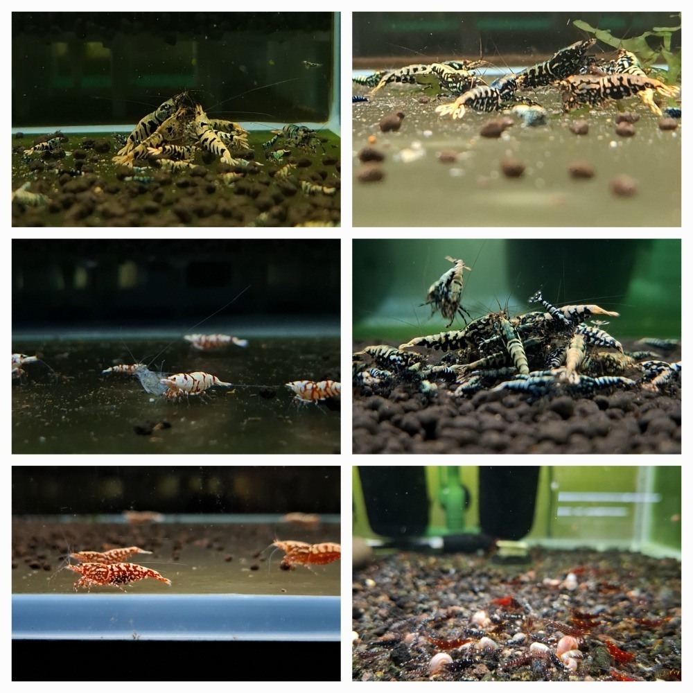 紅白 黑白 紅米 綠米 蘇蝦 紅蟒 紅黑雪花魚骨 紅花虎 金屬藍蟒 藍黑雪花魚骨 藍黑花虎 水晶蝦 米蝦-細節圖3