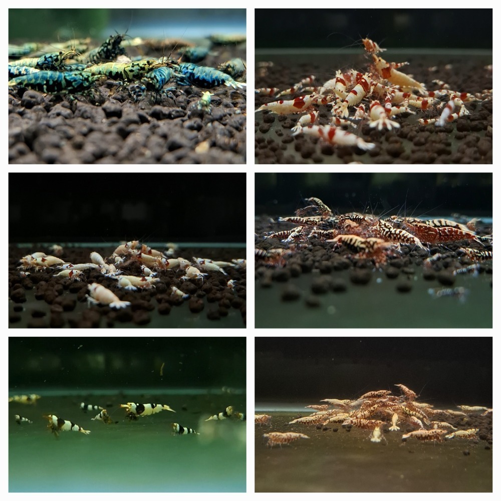 紅白 黑白 紅米 綠米 蘇蝦 紅蟒 紅黑雪花魚骨 紅花虎 金屬藍蟒 藍黑雪花魚骨 藍黑花虎 水晶蝦 米蝦-細節圖4