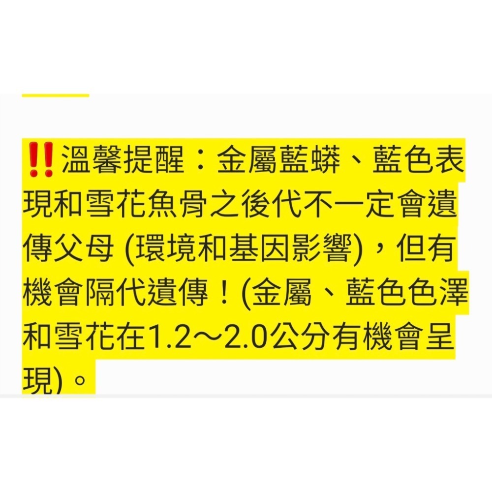 紅白 黑白 紅米 綠米 蘇蝦 紅蟒 紅黑雪花魚骨 紅花虎 金屬藍蟒 藍黑雪花魚骨 藍黑花虎 水晶蝦 米蝦-細節圖8