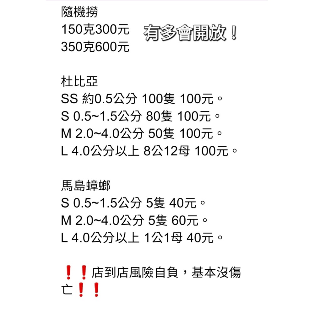 杜比亞 馬島蟑螂-細節圖4