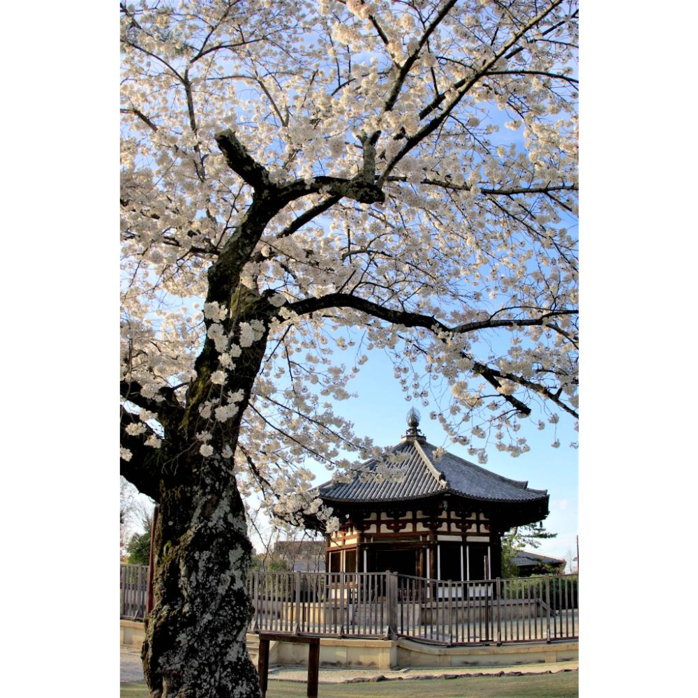 [宅米的窩]日本寺院限定香 京都 金戒光明寺 會津香/ 吉備觀音香/白河 整盒組-細節圖6