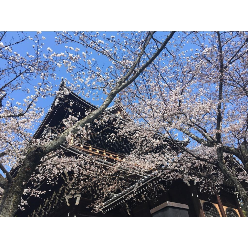 ［宅米的窩］點好香好磁場！夢幻逸品 名貴夢幻木香試聞香 日本古寺伽羅香木賞味試聞組 (3.0)-細節圖6