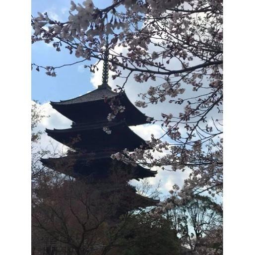 [宅米的窩]日本東北四寺迴廊 古剎名香 山寺/瑞巖寺/毛越寺/中尊寺 試聞香品香組 東北寺院組2.0版-細節圖6