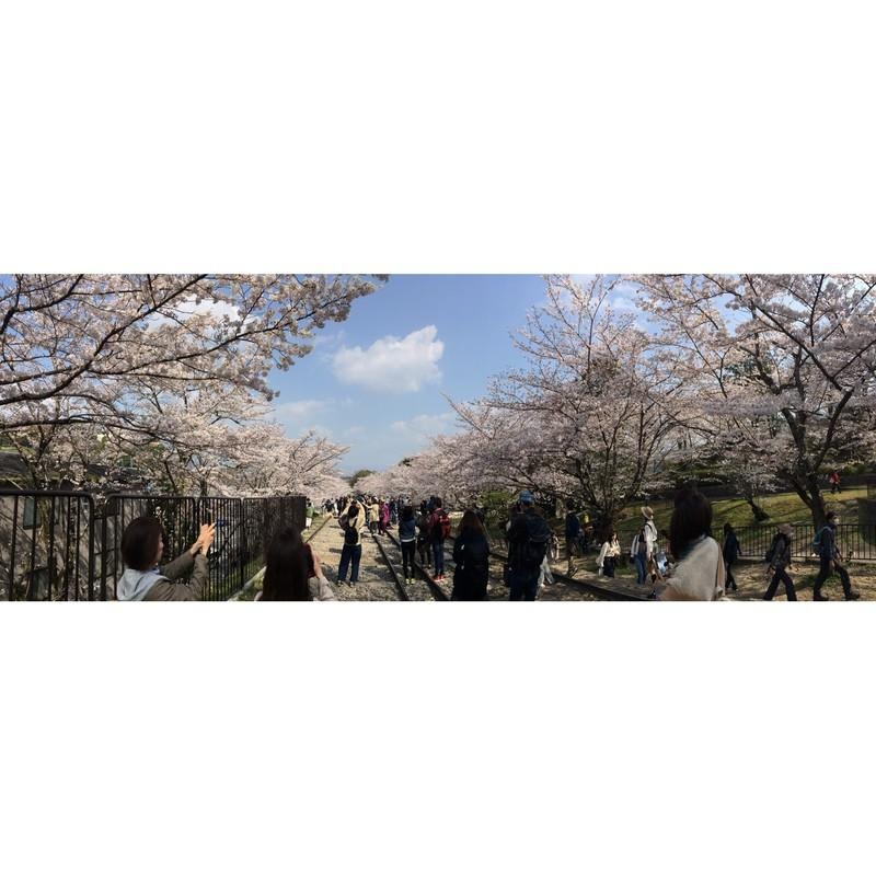 ［宅米的窩］古寺花香 日本古寺院限定香 花香試聞組(含16根線香+1個盤香)-細節圖6