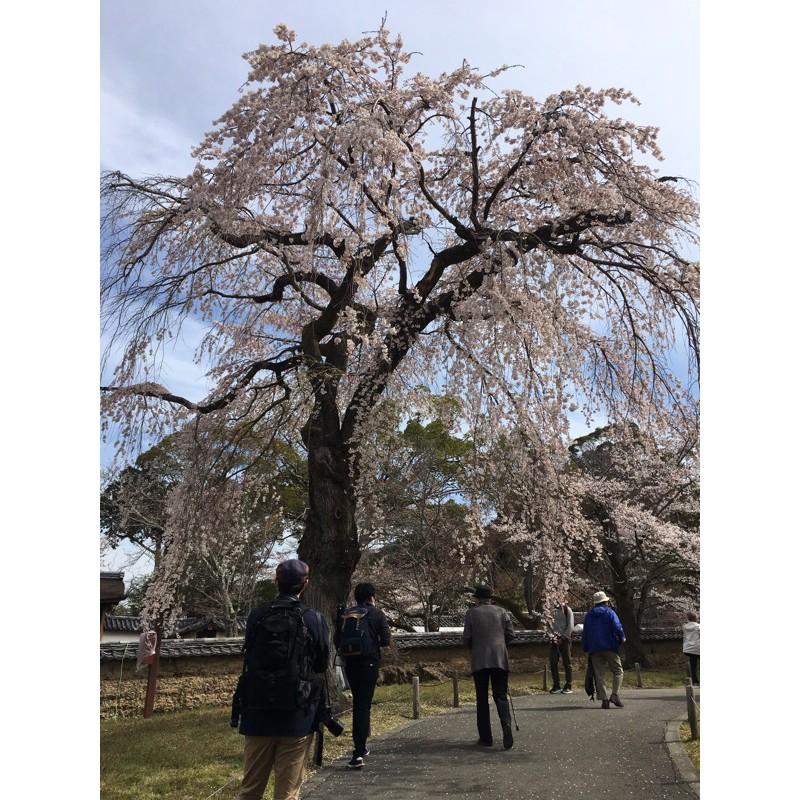 ［宅米的窩］古寺花香 日本古寺院限定香 花香試聞組(含16根線香+1個盤香)-細節圖8