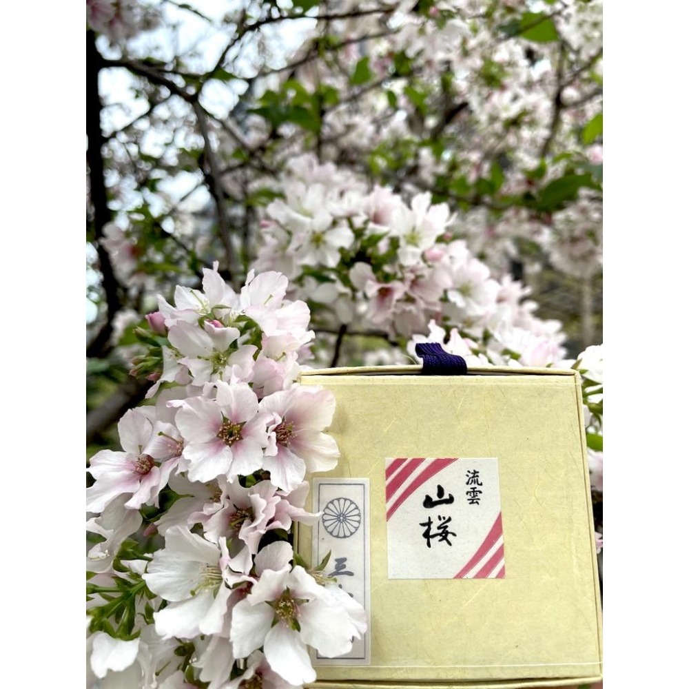 [宅米的窩] 京都  三千院限定 山櫻流雲盤香  整盒組 日本線香-細節圖5