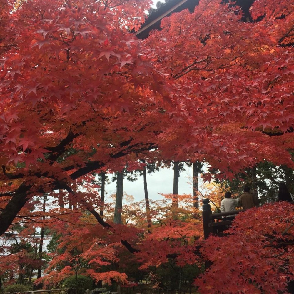 ［宅米的窩］天狗之山 鞍馬寺 鞍馬山沉香 善通寺玉泉院 久の松 三根試聞香組日本寺院限定香-細節圖9