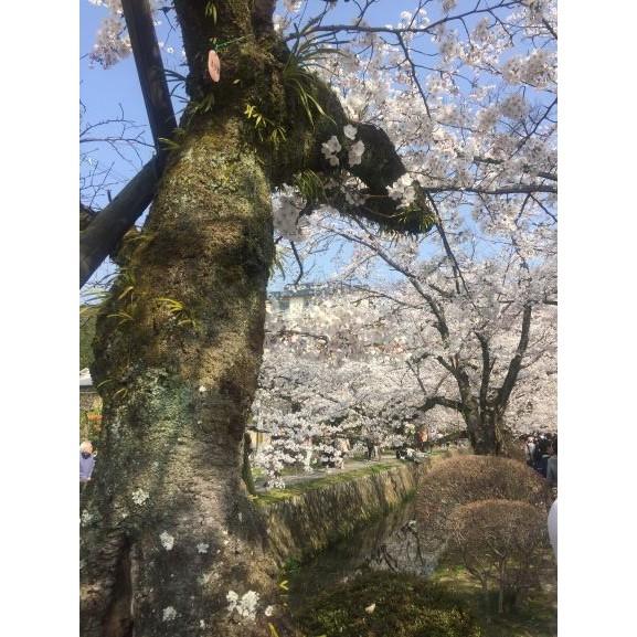 ［宅米的窩］ 春日花語 搖落梅/ 花街道杏花 / 花街道橙花/ 桃花鳥 / 一抺櫻 / 香藏 /紫陽花試聞分裝組-細節圖9