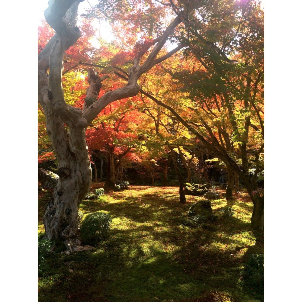 [宅米的窩] 嵐山 祇王寺 散紅葉 竹林の風 寺院線定 線香 日本線香 分裝香 試聞香 松榮堂 療癒放鬆 冥想靜心-細節圖10