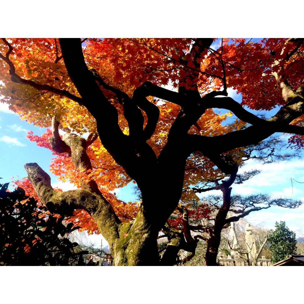 [宅米的窩] 嵐山 祇王寺 散紅葉 竹林の風 寺院線定 線香 日本線香 整盒組 松榮堂 療癒放鬆 冥想靜心-細節圖9