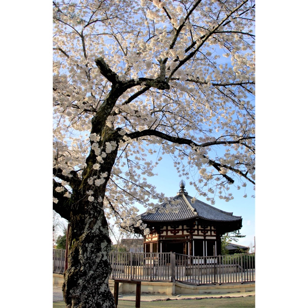[宅米的窩] 京都 大覺寺 皇家寺院的典雅香氣 限定香袋 香包 香匂袋 平安時代 貴族的盈袖風雅 香袋-細節圖7