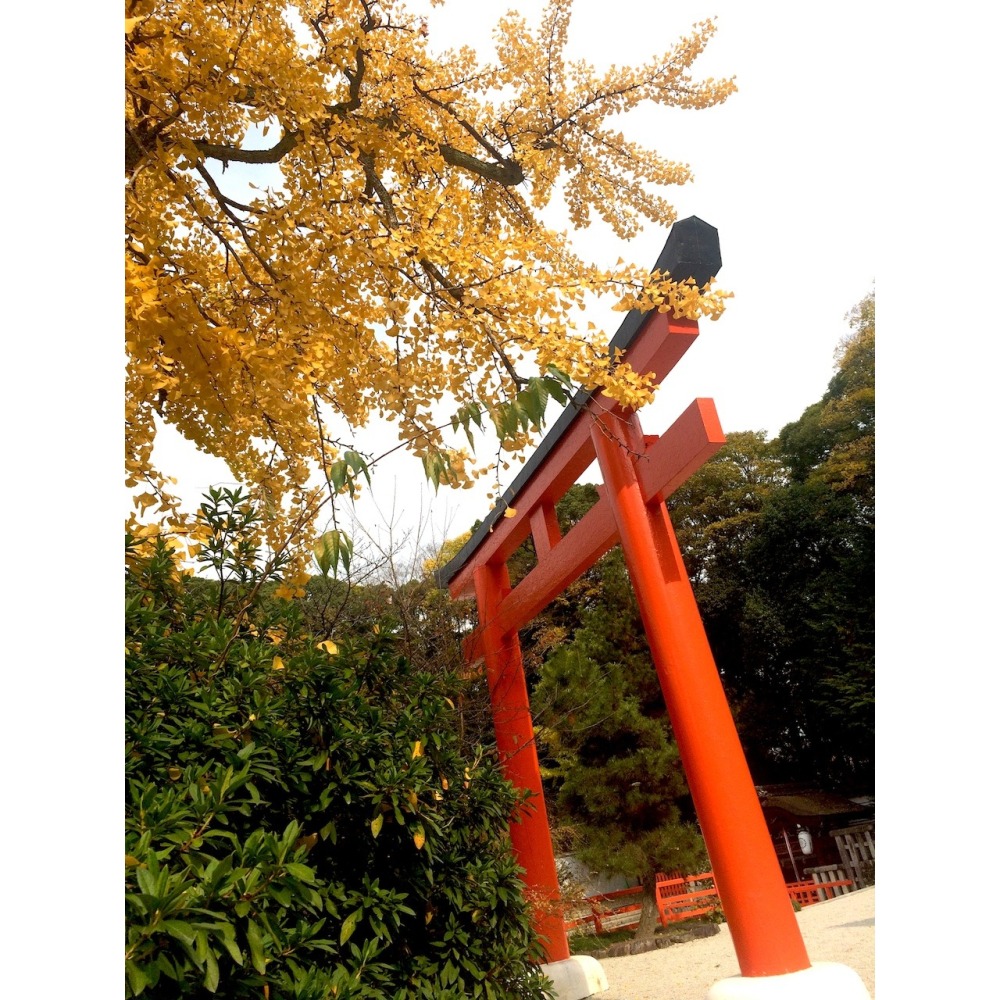 [宅米的窩] 來自 京都 千年神社 下鴨神社 限定 季節限定 紫陽花守 葵守  日本御守 最美的守護-細節圖8