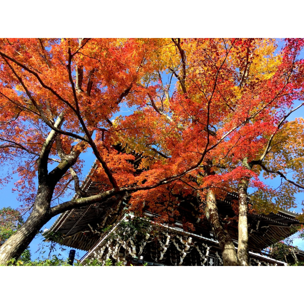 [宅米的窩]⛩️下鴨神社 來自 京都 千年神社 下鴨神社 紅梅守 櫻花守 日本御守-細節圖7