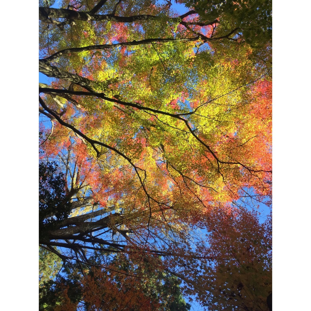 [宅米的窩]⛩️下鴨神社 來自 京都 千年神社 下鴨神社 紅梅守 櫻花守 日本御守-細節圖8