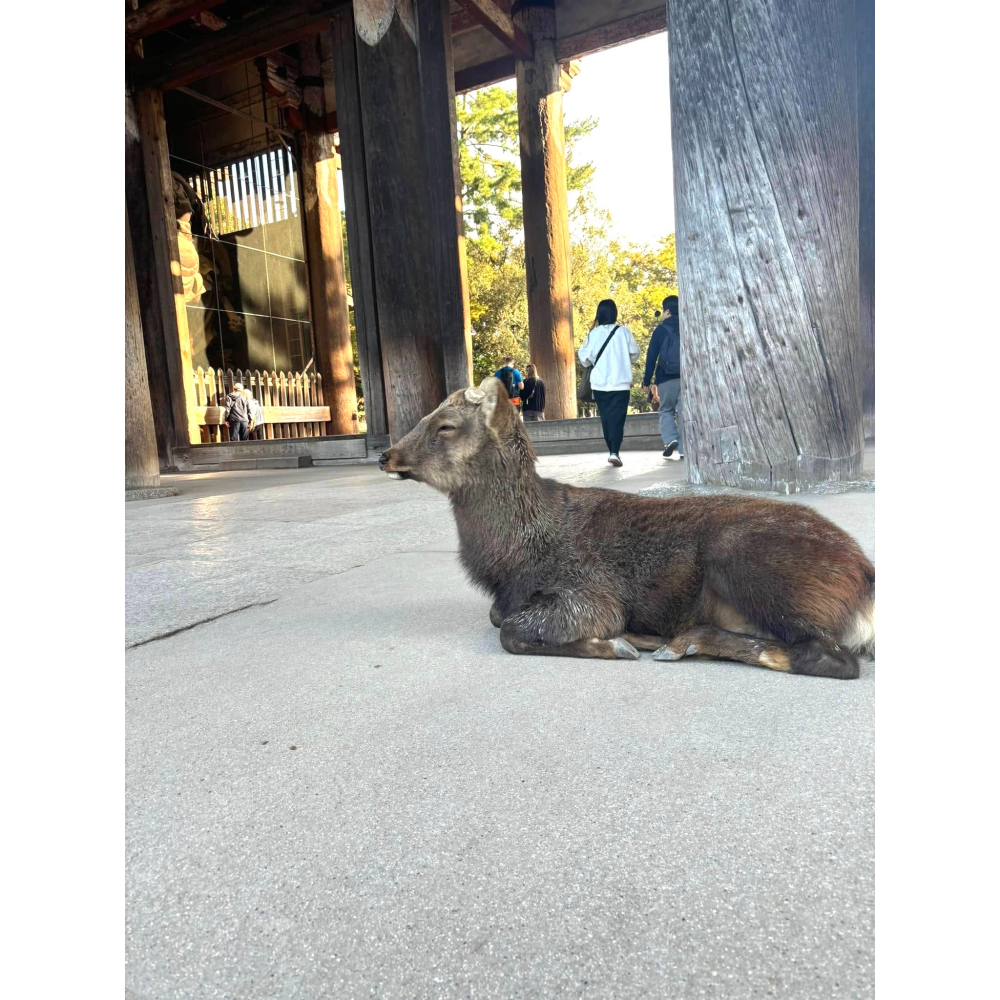 [宅米的窩] 奈良 興福寺 學業成就 文殊菩薩御守 成就鉛筆 古佛護佑 開智慧 事業學業 睿智成就-細節圖7