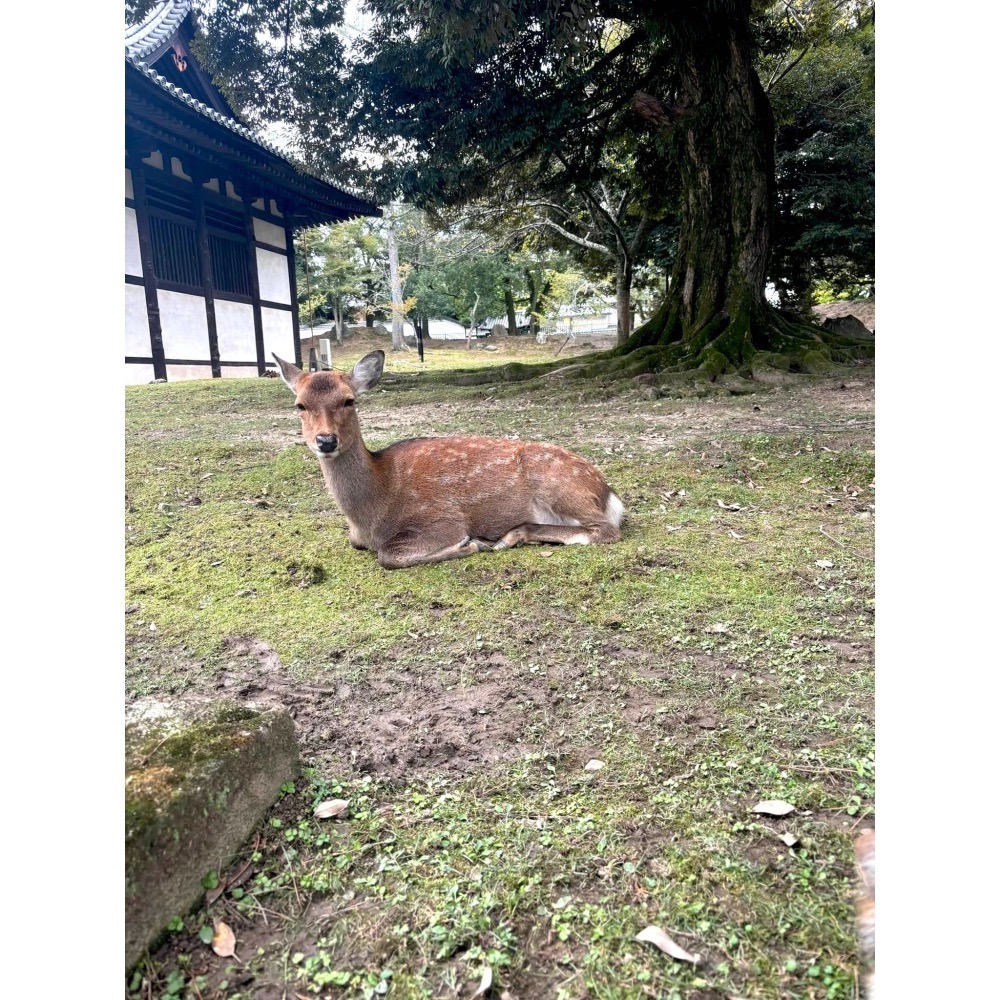 ［宅米的窩］奈良興福寺 藥師香/ 觀音福壽香 /鶯梅/興福薰荷/阿修羅香 日本寺院限定線香-細節圖7