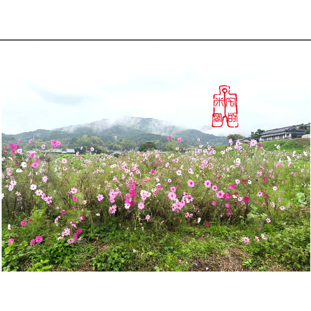 [宅米的窩] 奈良 明日香 橘寺 聖德太子的誕生之所 如意輪觀音 限定香 整盒組 冥想 靜坐 淨化-細節圖8