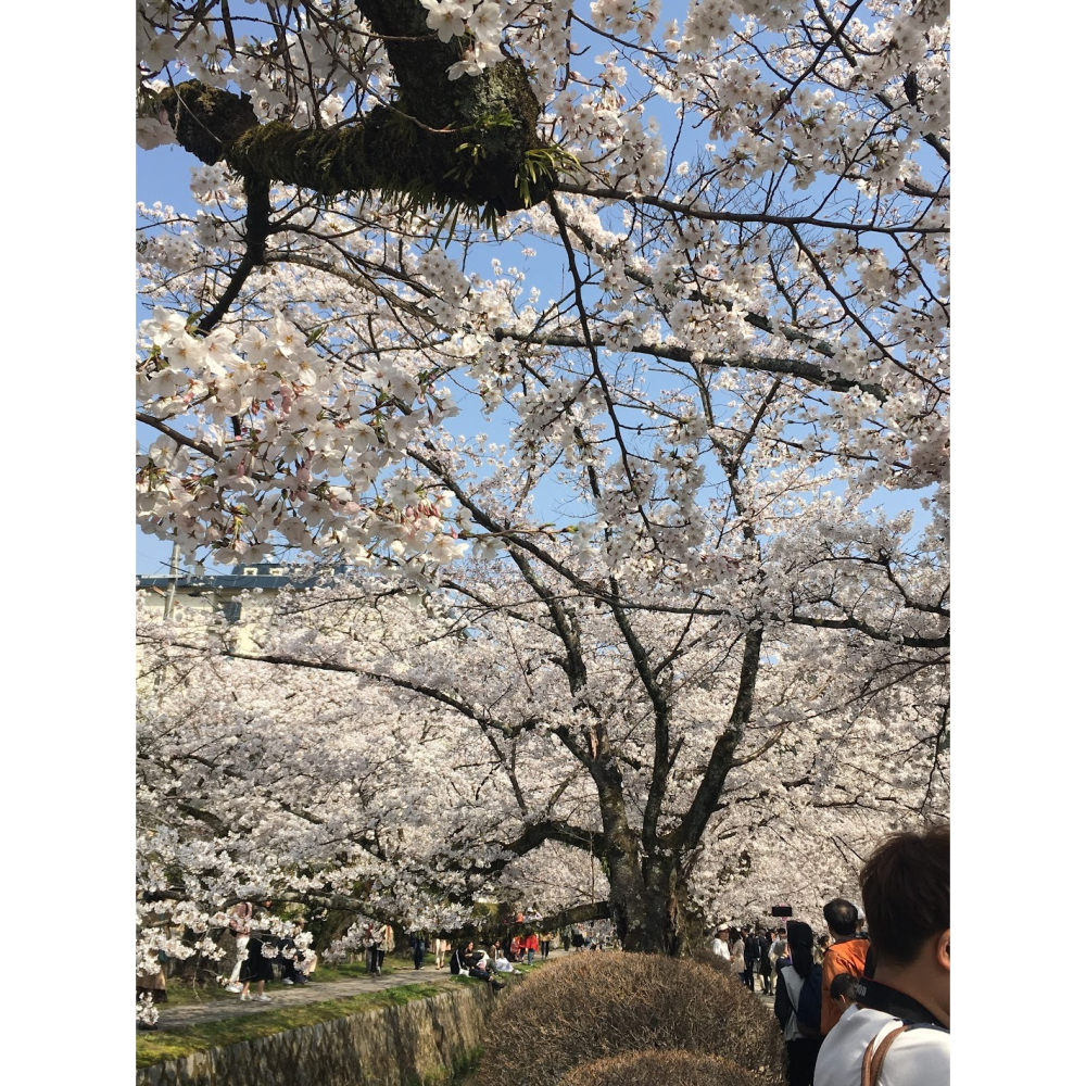 [宅米的窩] 平安貴族 優優雅雅地日常 手巾 奈良 藥師寺 限定 白雪友禪 鋪巾 拭巾 優雅的手巾 擦巾 古寺限定-細節圖10