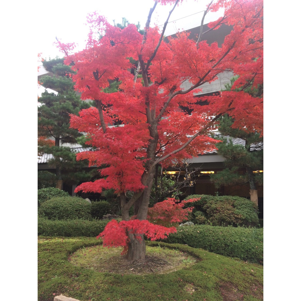 [宅米的窩] 西本願寺限定  九条下り藤  吉祥  紫藤 念珠袋 置物袋 典雅日式 風情 古寺院限定商品-細節圖10